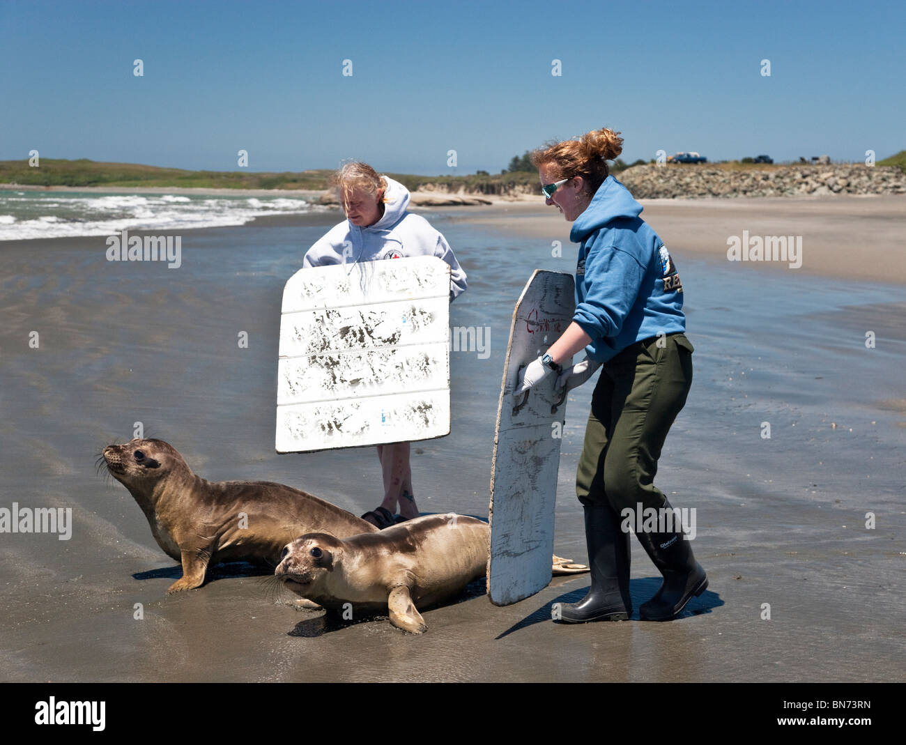 Volunteers releasing, boarding  'rescued & rehabilitated' male weaner Elephant Seals. Stock Photo