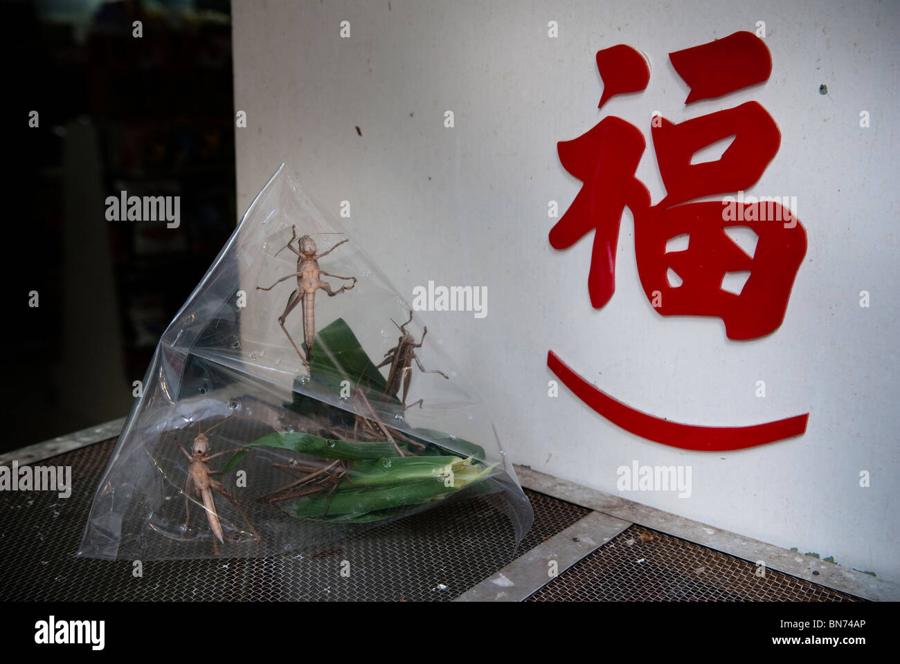 Hong Kong, Crickets for sale Stock Photo Alamy