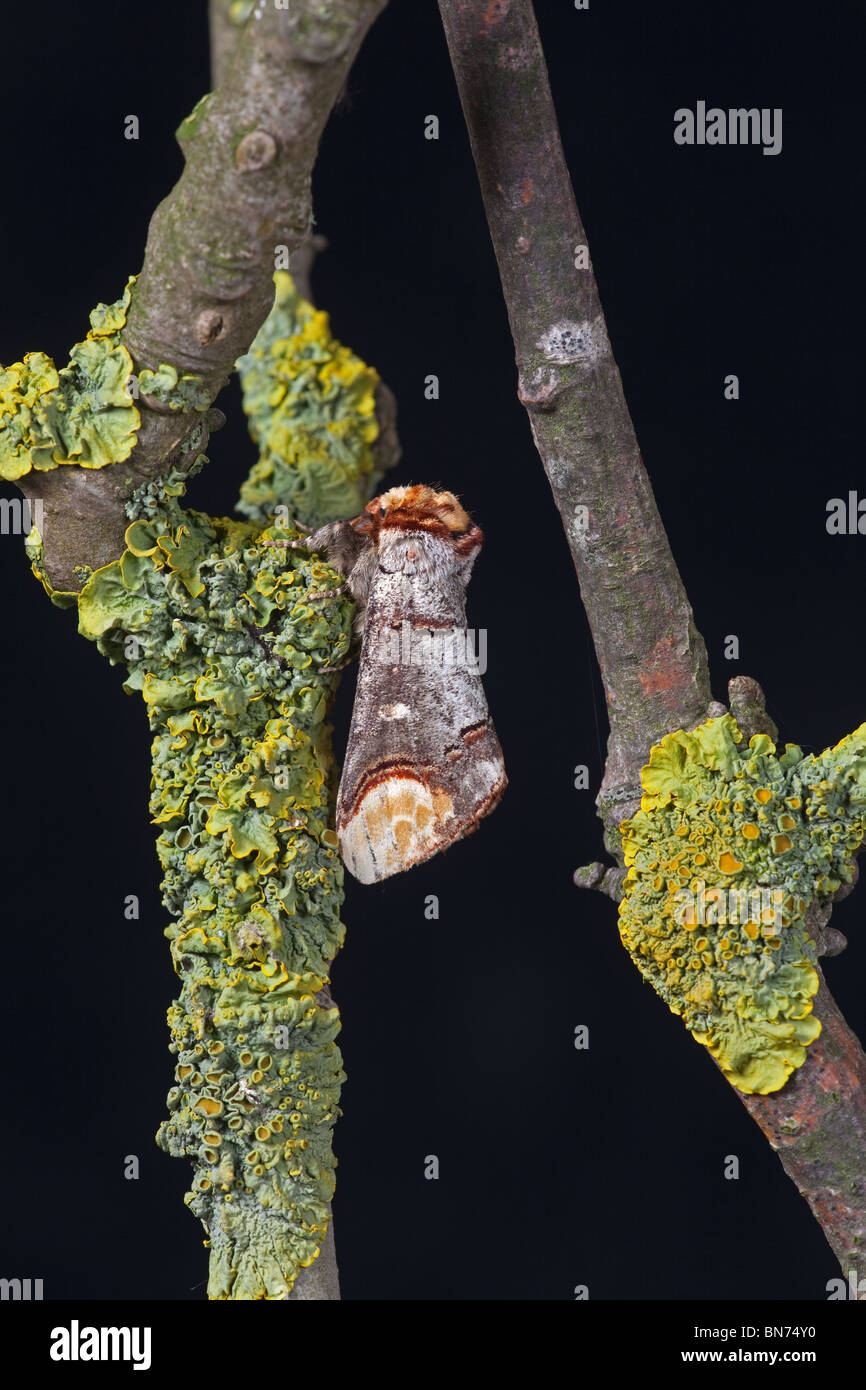 Buff tip Phalera bucephala resting on twig Stock Photo