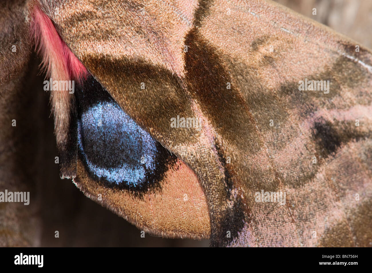 Eyed hawk-moth Smerinthus ocellata wing detail Stock Photo