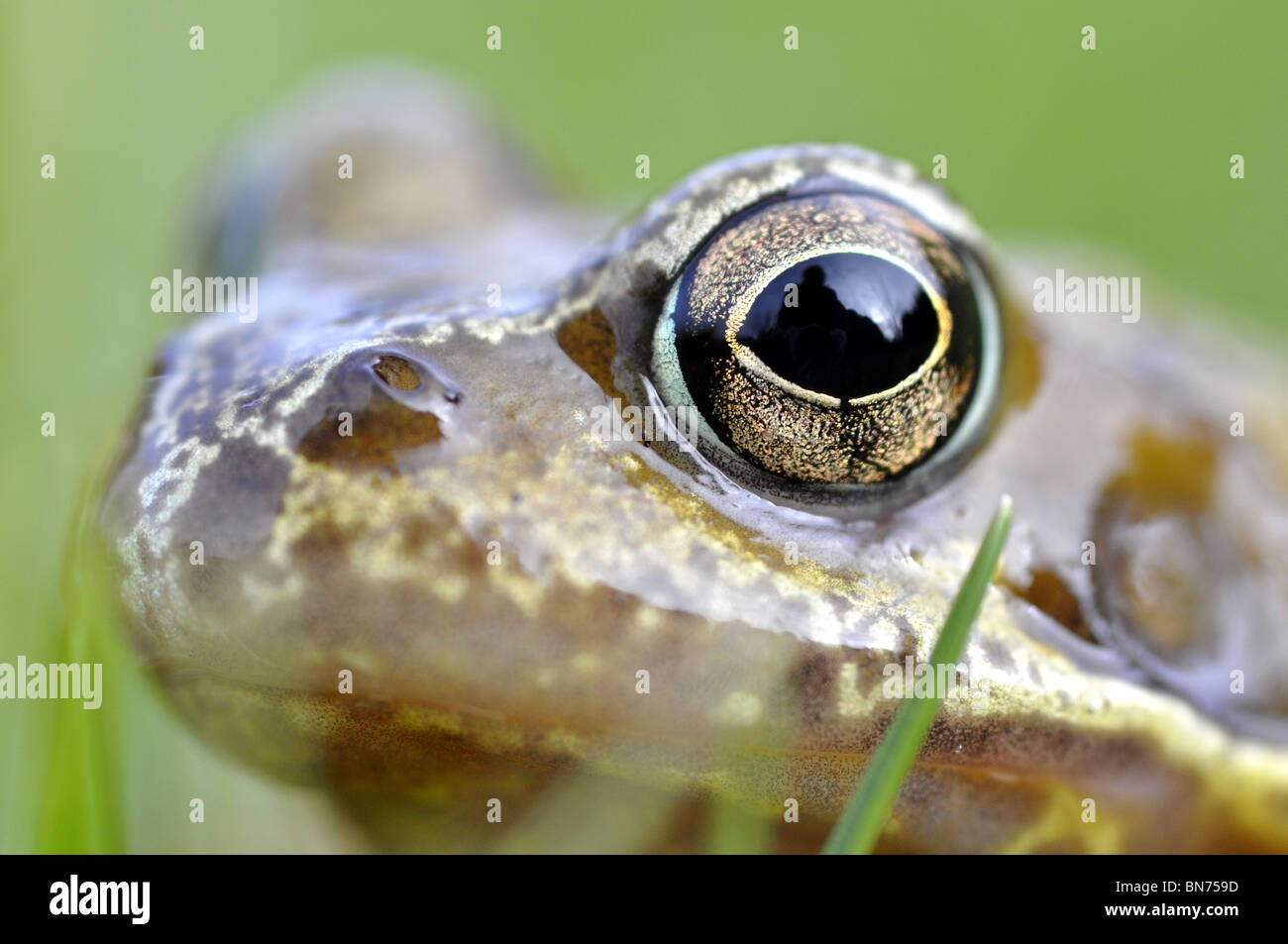 Common Frog UK Stock Photo Alamy