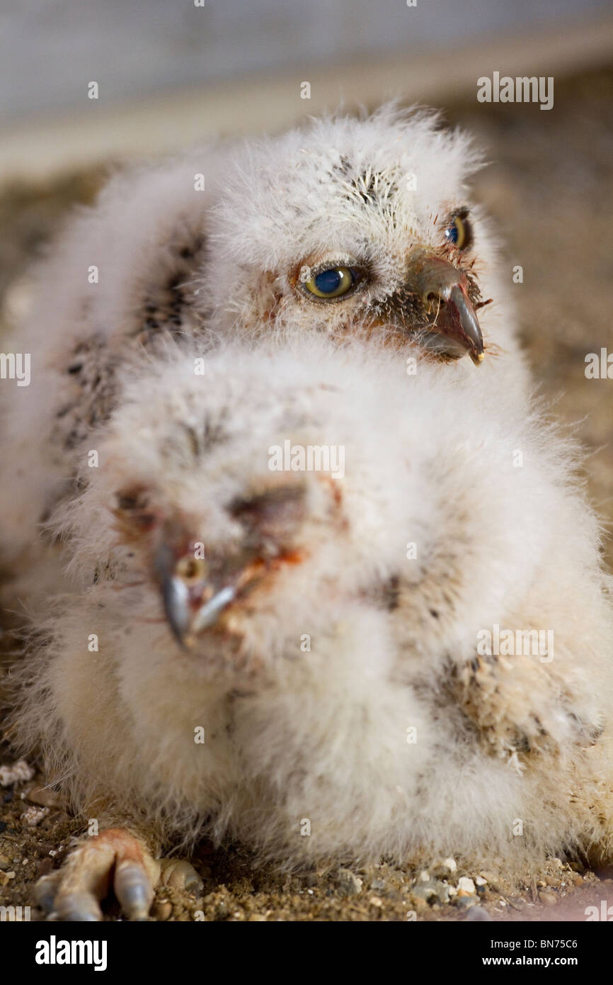 Pair of cute little Baby Owls (captive) Stock Photo