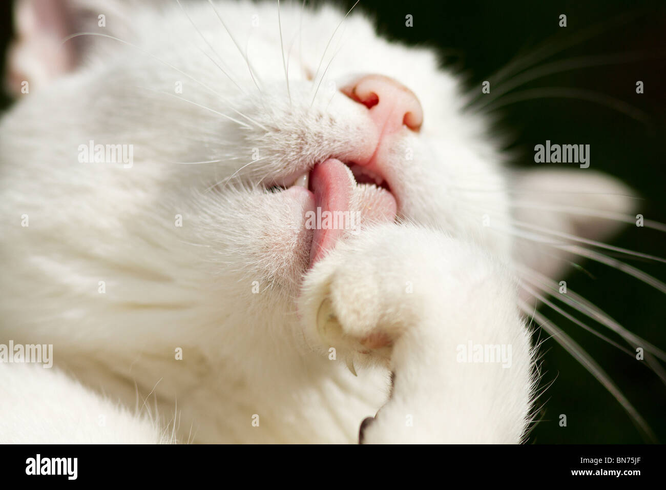 Young female pet cat (Felis catus) grooming herself by first licking her paw with her barbed tongue Stock Photo