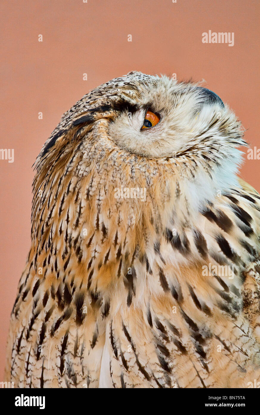 Siberian Eagle Owl looking up Stock Photo
