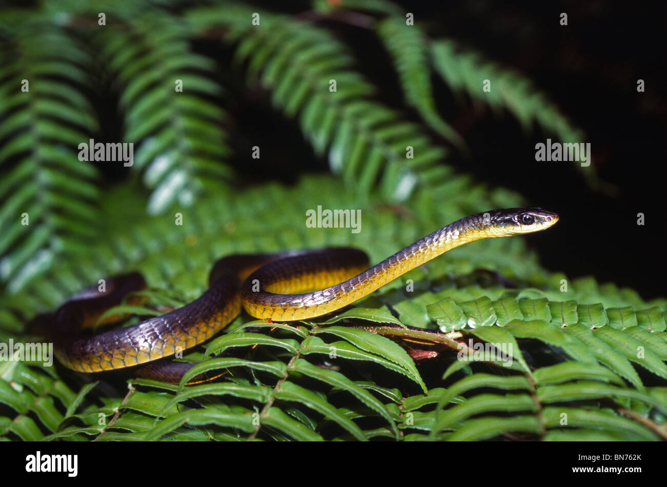 Green tree snake (Dendrelaphis punctulata) on a fern frond, Paluma