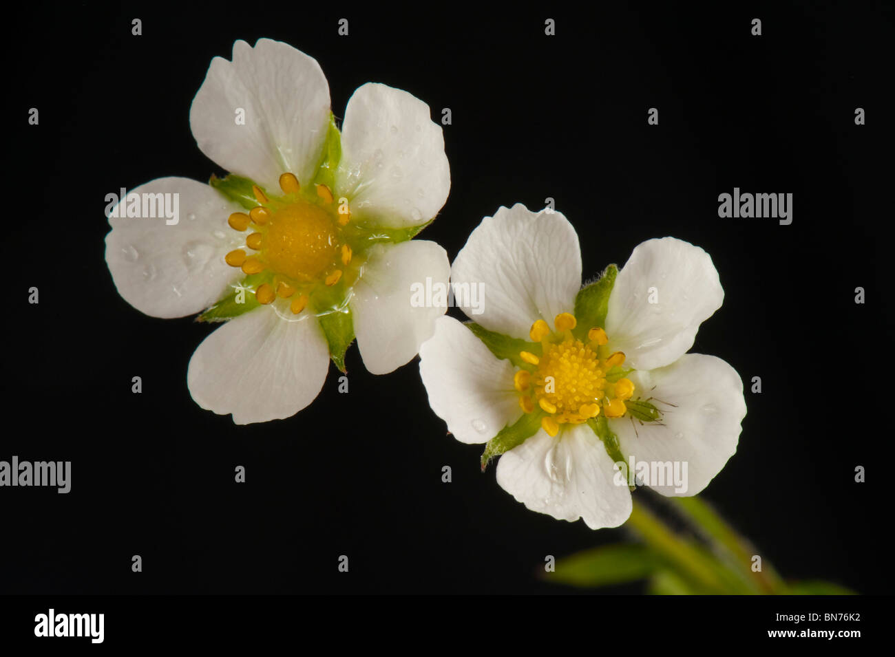 Wild strawberry (Fragaria vesca) flower showing petals, calyx and leaves on a white background Stock Photo