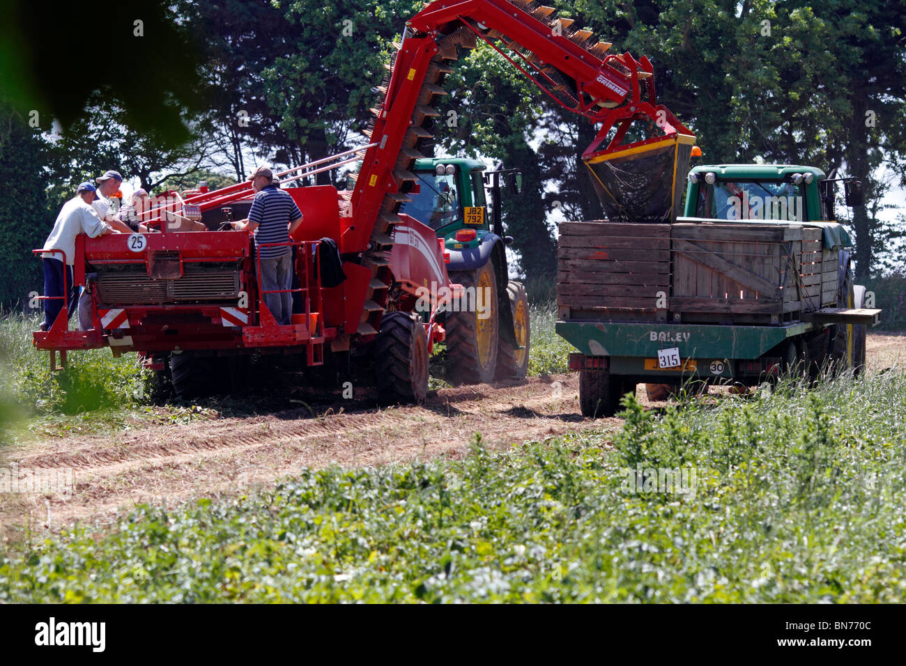 potato pickers and potato picking machine. Farming Stock Photo