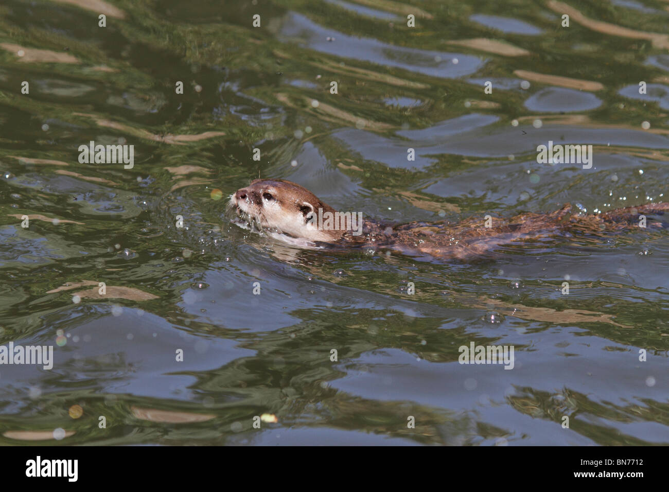 Otter trust hi-res stock photography and images - Alamy