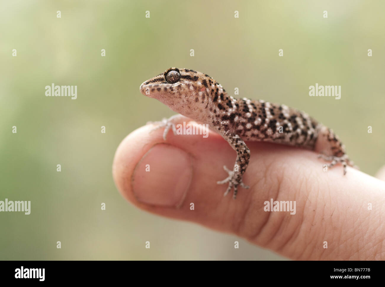vittatus gecko reptile lizard animal wildlife australian held hold finger Stock Photo