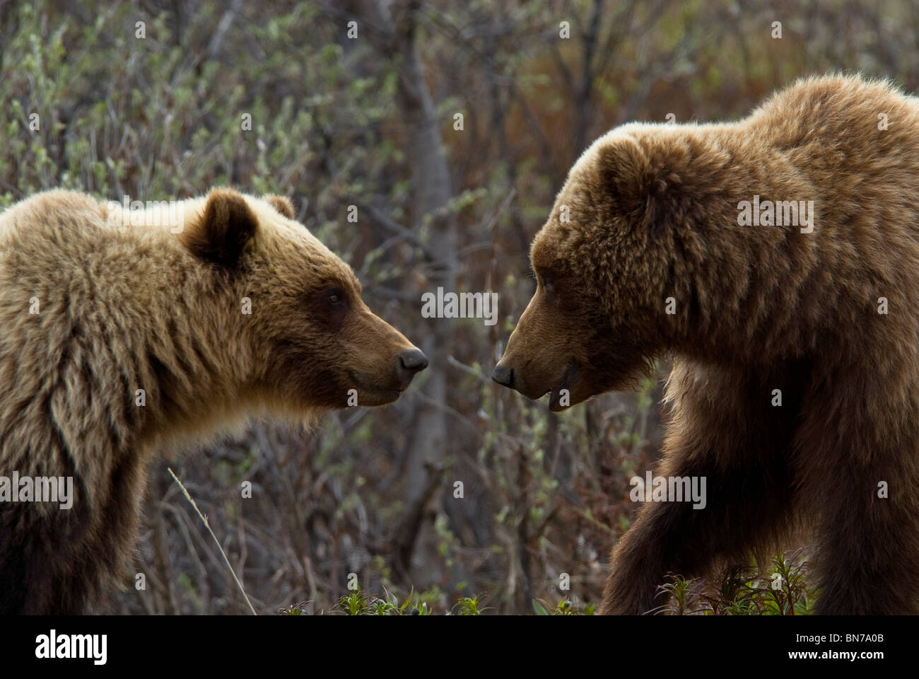Sow and cub grizzly face to face at Sable Pass in Denali National Park, Alaska during Spring Stock Photo
