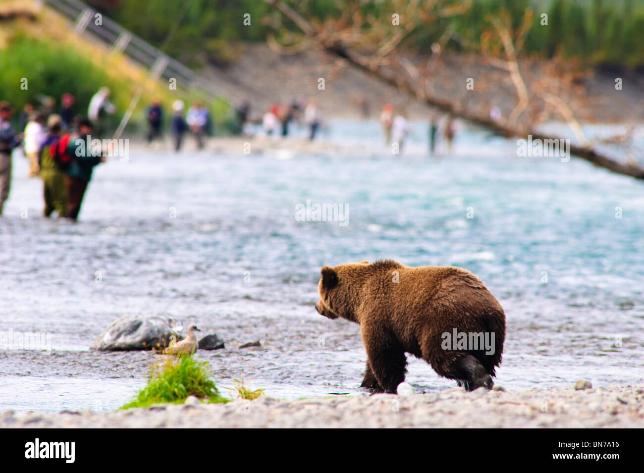 A Brown Bear fishing for salmon on the Russian River with fishermen in the background, Kenai Peninsula, Alaska Stock Photo