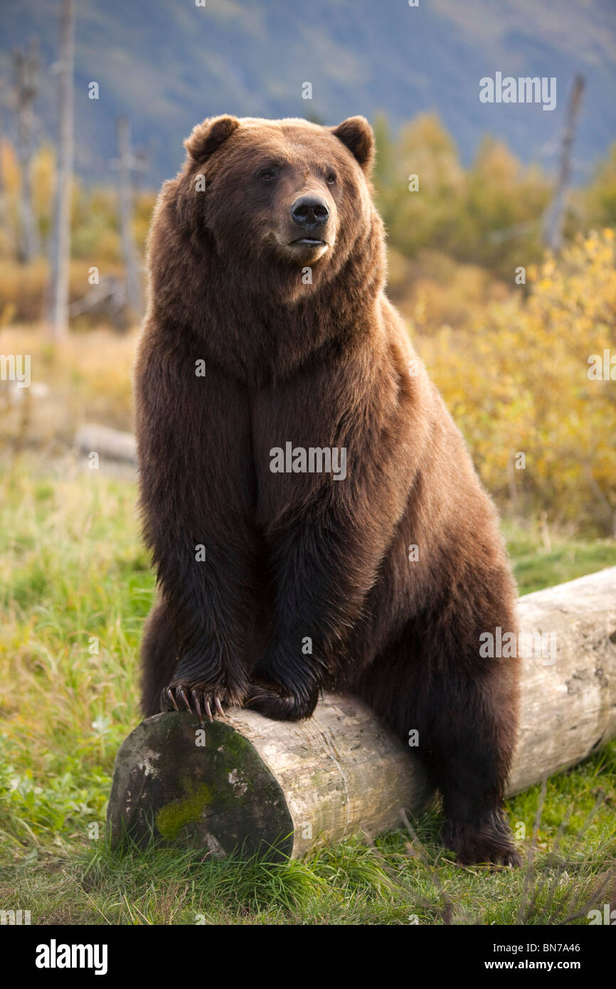 CAPTIVE: A large Brown bear sits on a log at the Alaska Wildlife Conservation Center, Alaska Stock Photo