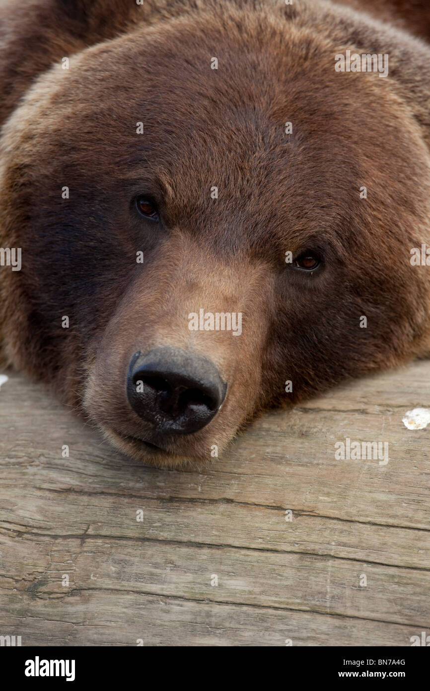 Grizzly Bear close-up of head looking towards camera, Ursus arctos  horribilis, Brown Bear, North American, Canada Stock Photo - Alamy, image size:866x1390