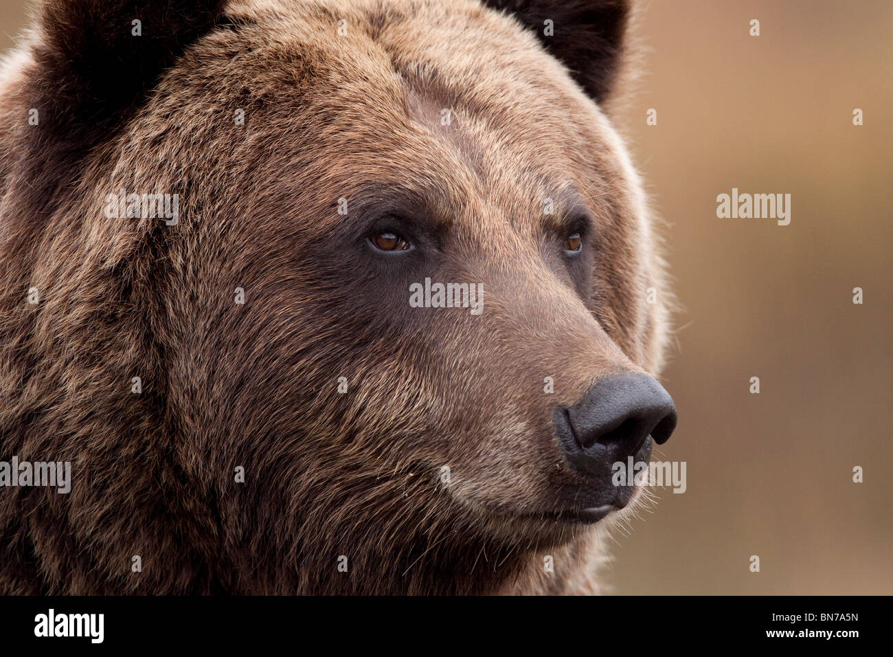 CAPTIVE Portrait of an adult Grizzly bear, Alaska Wildlife