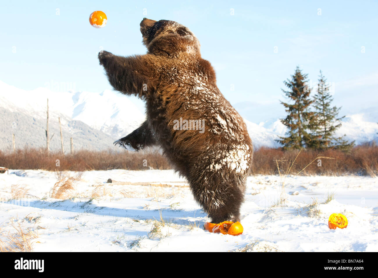 CAPTIVE Grizzly plays with pumpkins by throwing them in the air at the Alaska Wildlife Conservation Center, Alaska Stock Photo