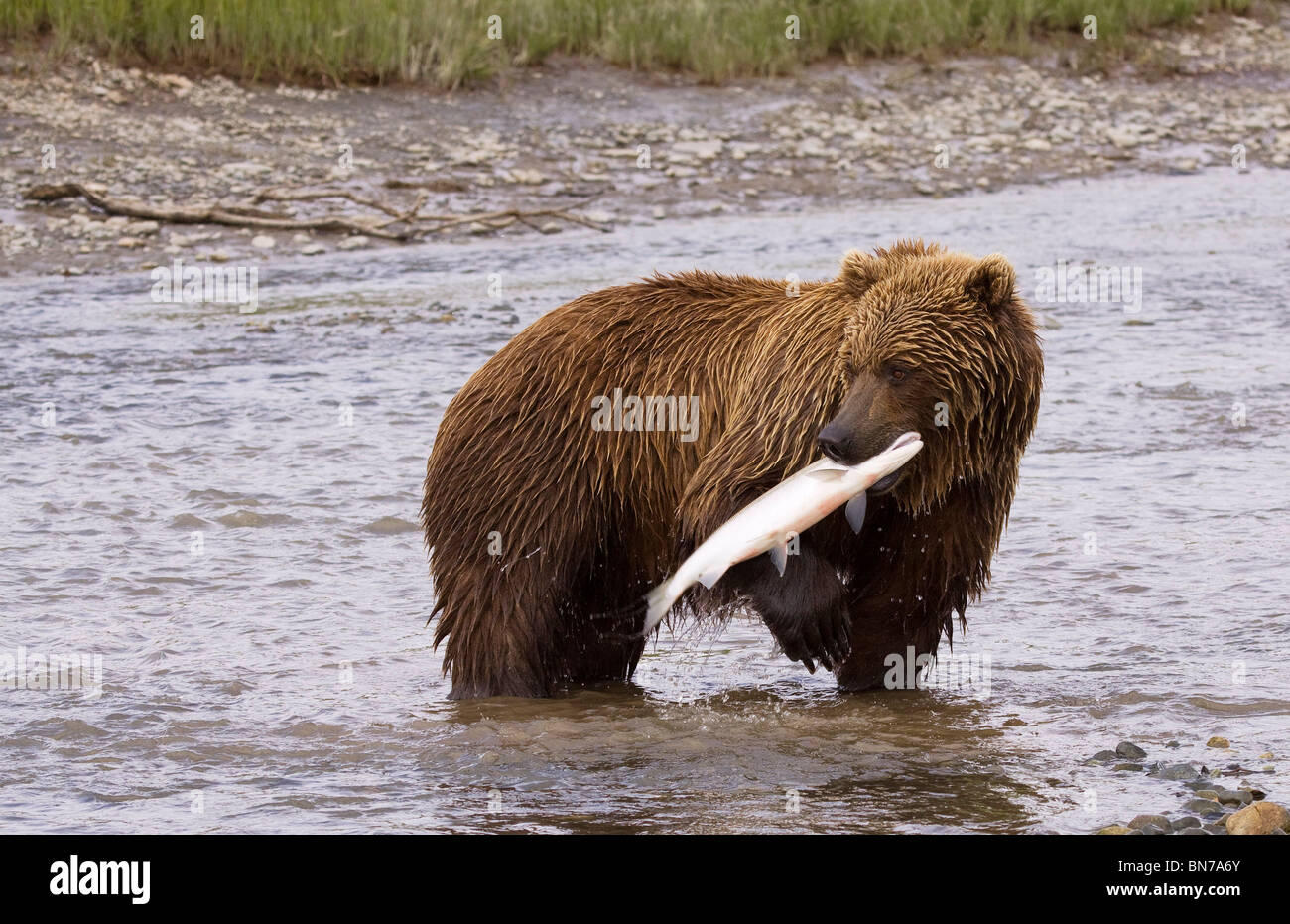 A young Alaska coastal brown bear has just caught a sockeye salmon, Mikfik Creek, McNeils State Game Sanctuary, Alaska Stock Photo