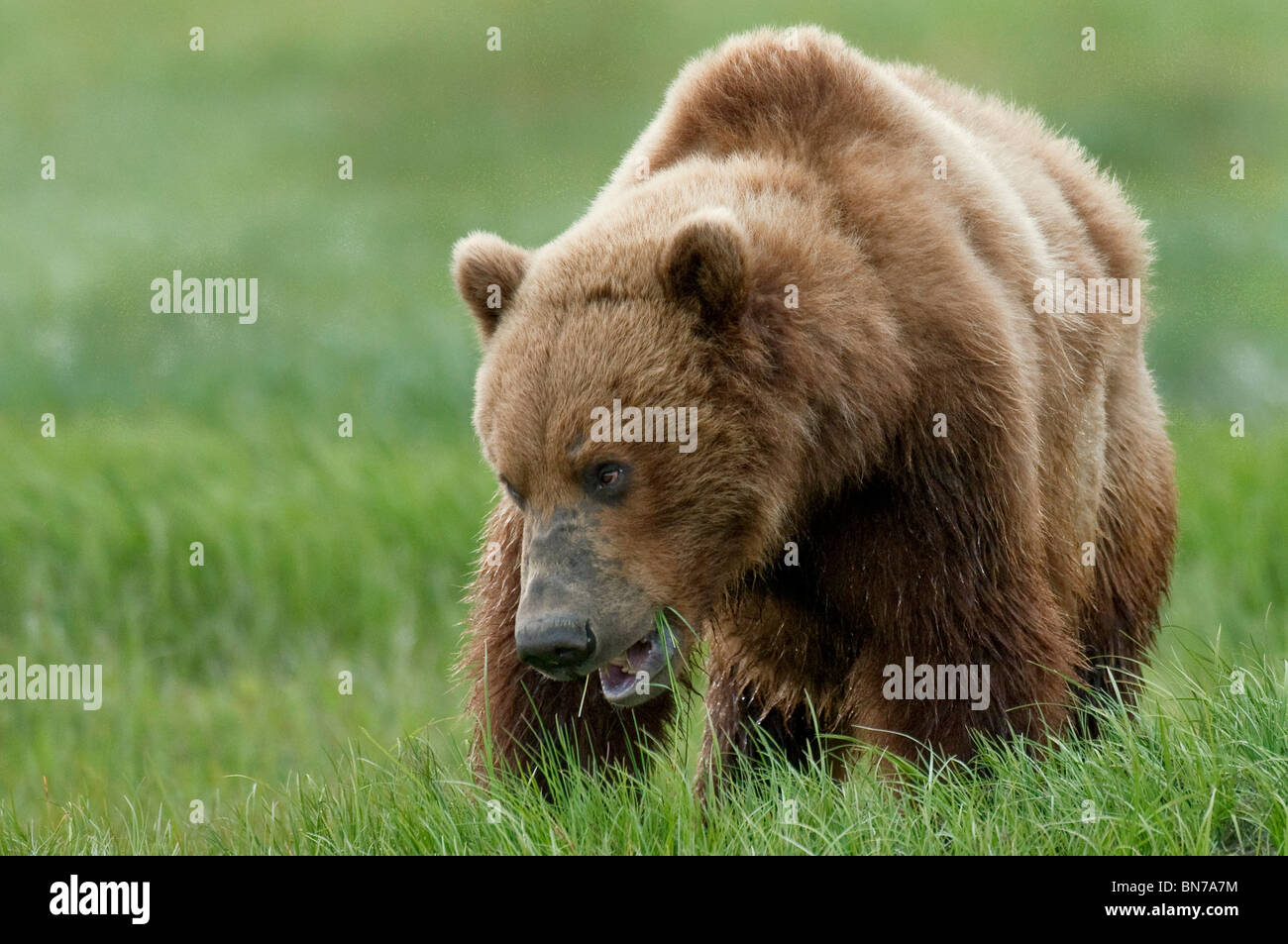 Brown bear eating sedge grasses in Hallo Bay, Katmai National Park, Alaska, Summer Stock Photo