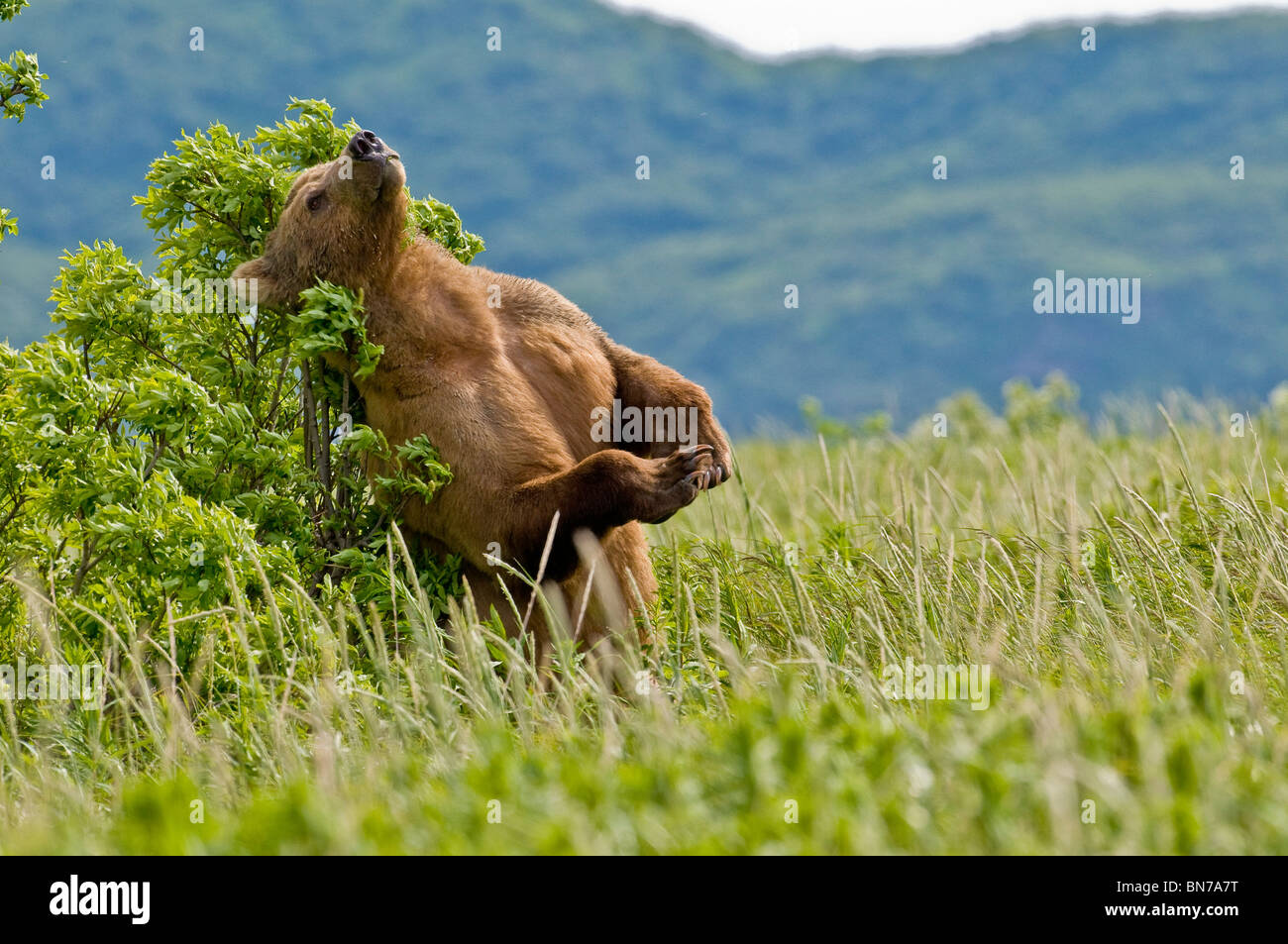 Brown bear scratches their back on a tree in Kukak Bay, Katmai National Park, Alaska, Summer Stock Photo