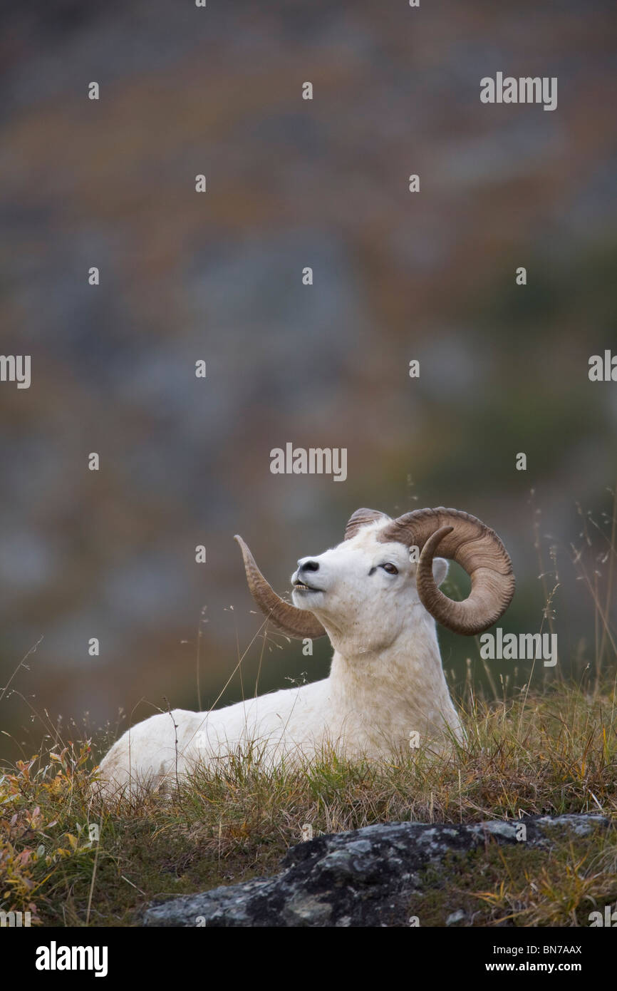 Dall Sheep ram bedded down and chewing on grass on Mount Margaret ...