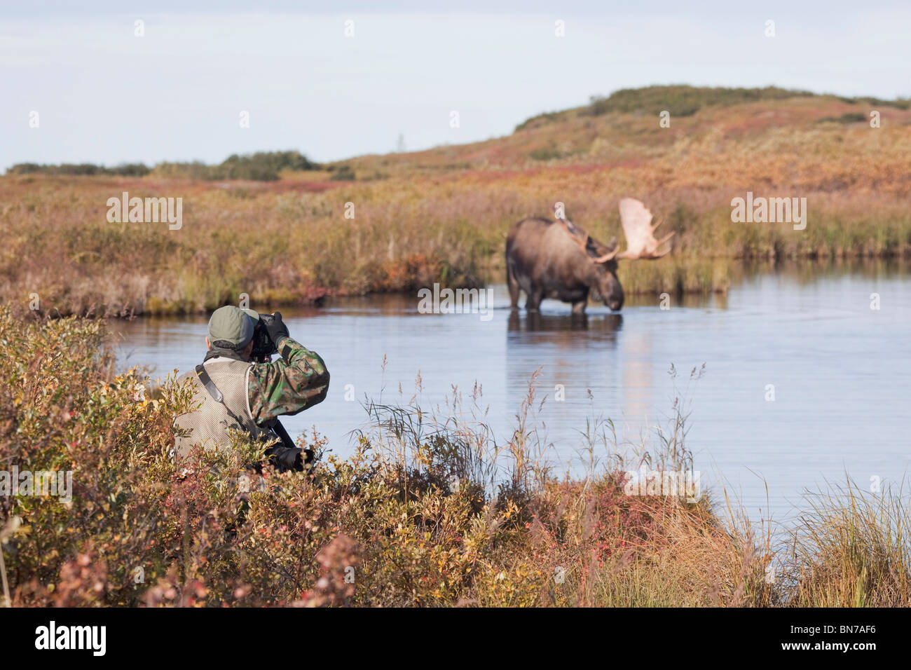 Person photgraphing a bull moose wading in a pond during Autumn in Denali National Park, Alaska Stock Photo