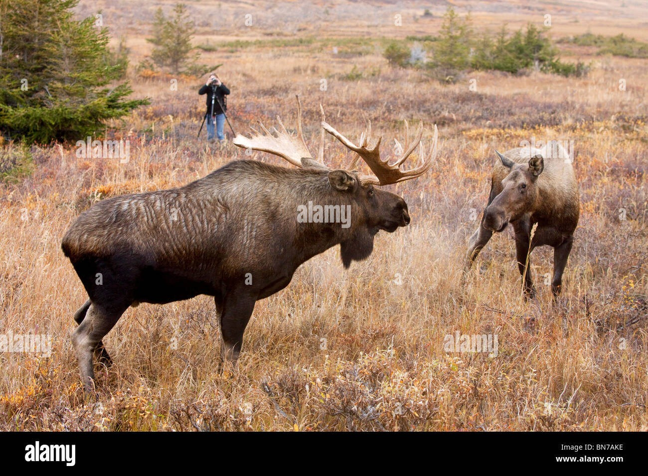 Person photographs a large bull moose approaching a cow moose during the rut at Powerline Pass near Anchorage in Alaska Stock Photo