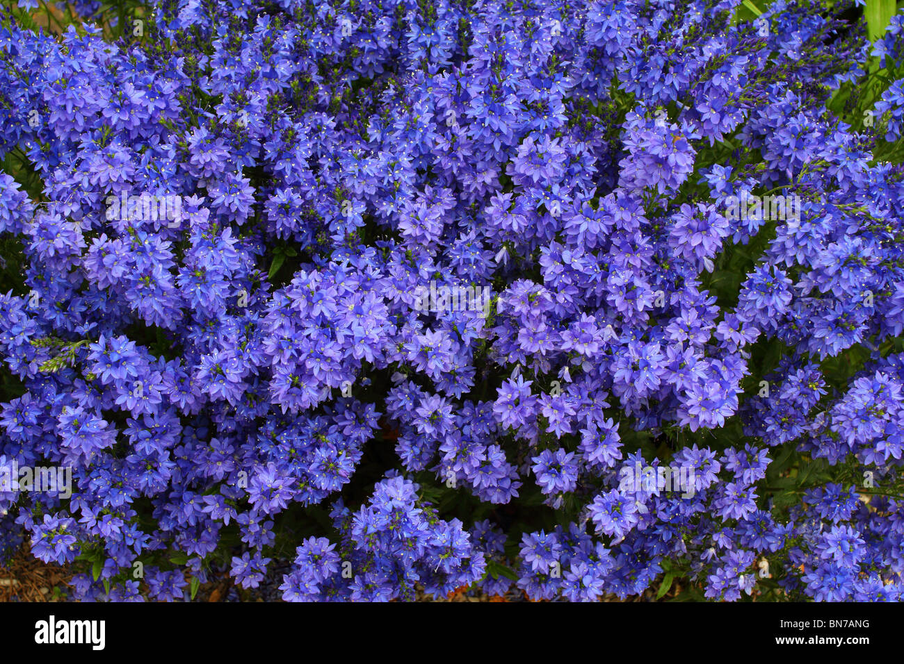 Speedwell blue spring flowers Veronica austriaca Stock Photo