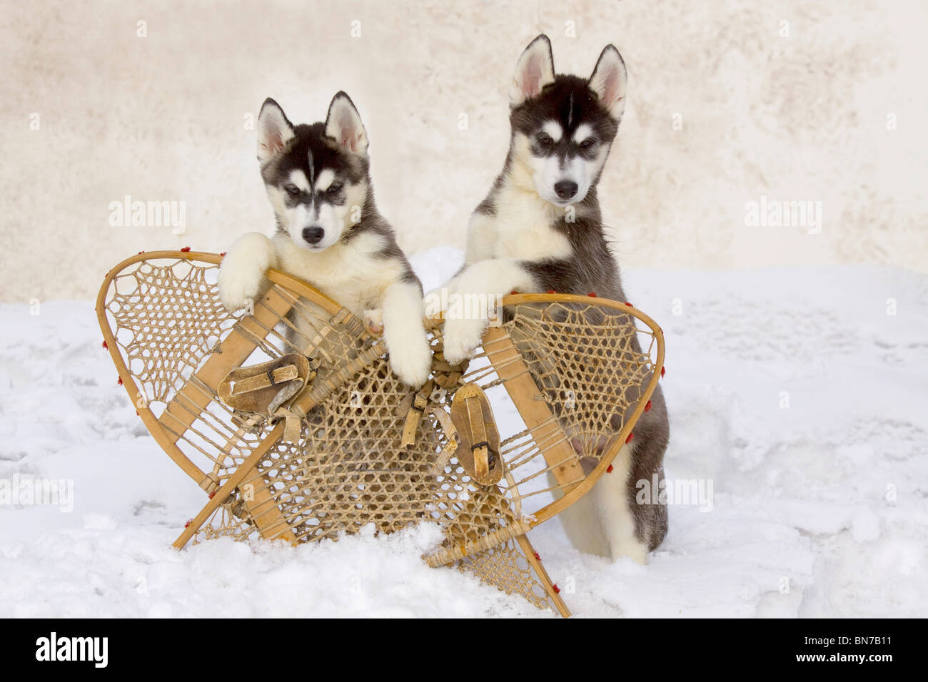 Are Huskies Better In Pairs
