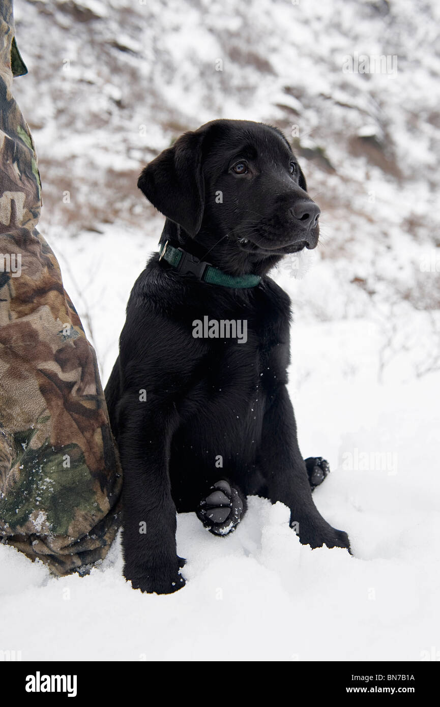 Close up of a Black Lab puppy during winter in Granite Basin near Juneau,  Alaska Stock Photo - Alamy