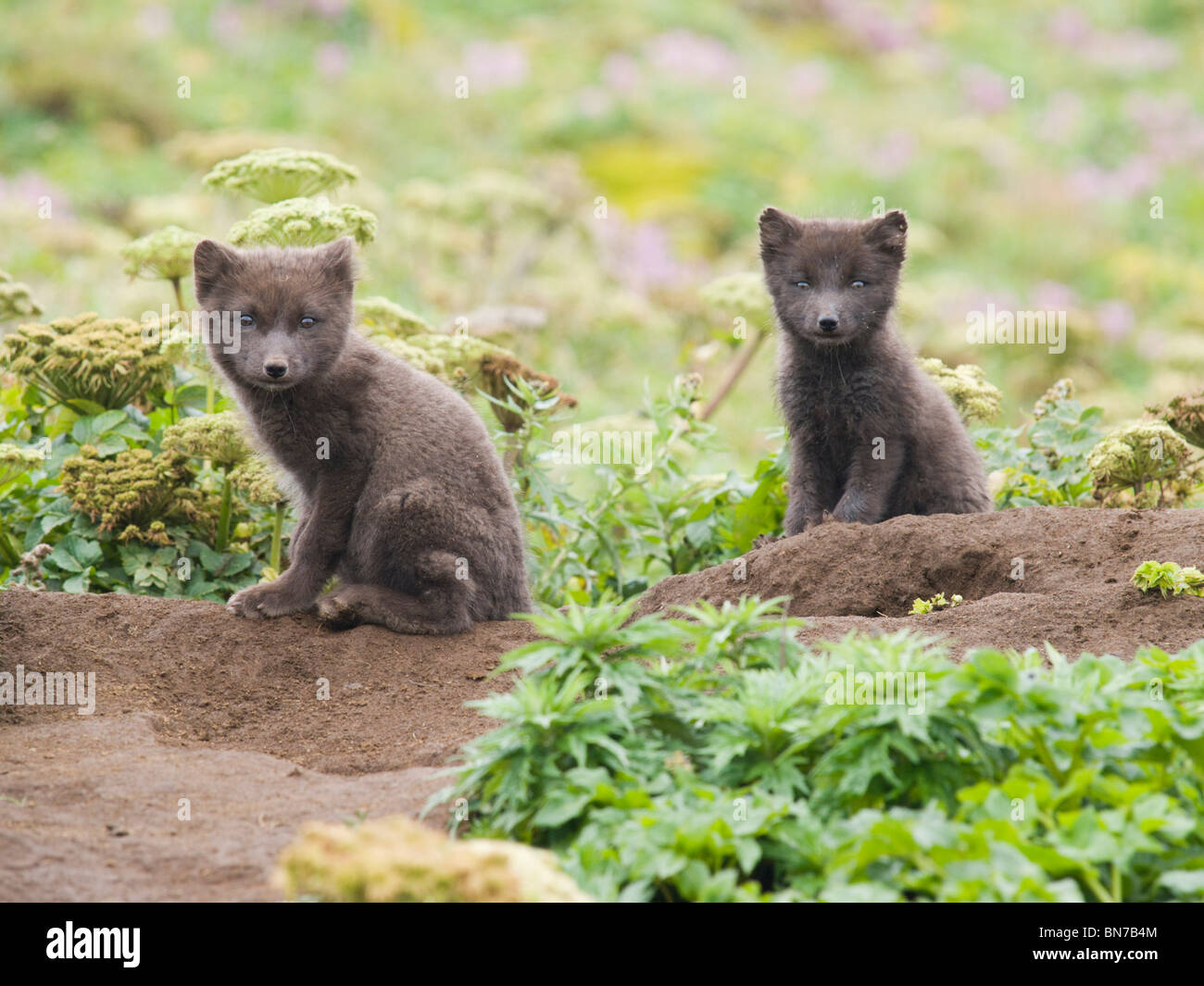 Two Arctic Fox kits sitting near their den, St. Paul Island, Alaska