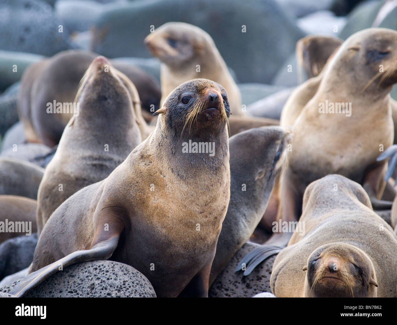 Northern Fur Seal females in breeding rookery, St. Paul Island, Alaska, Summer Stock Photo