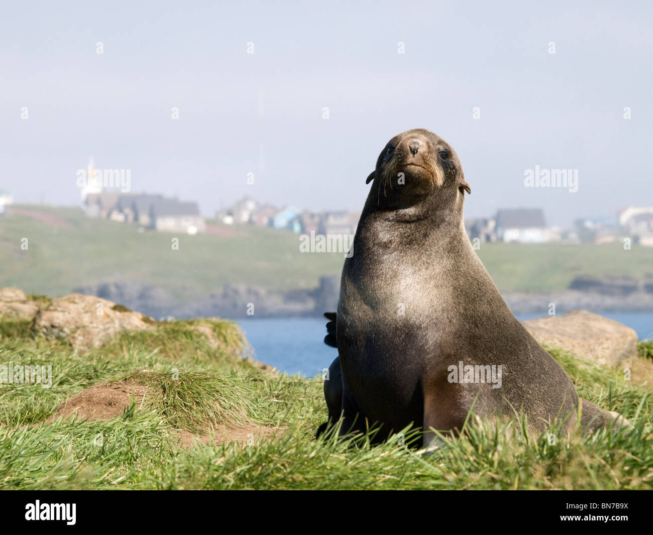 Portrait of a Northern Fur Seal near the town of St. Paul, St. Paul Island, Alaska, Summer Stock Photo
