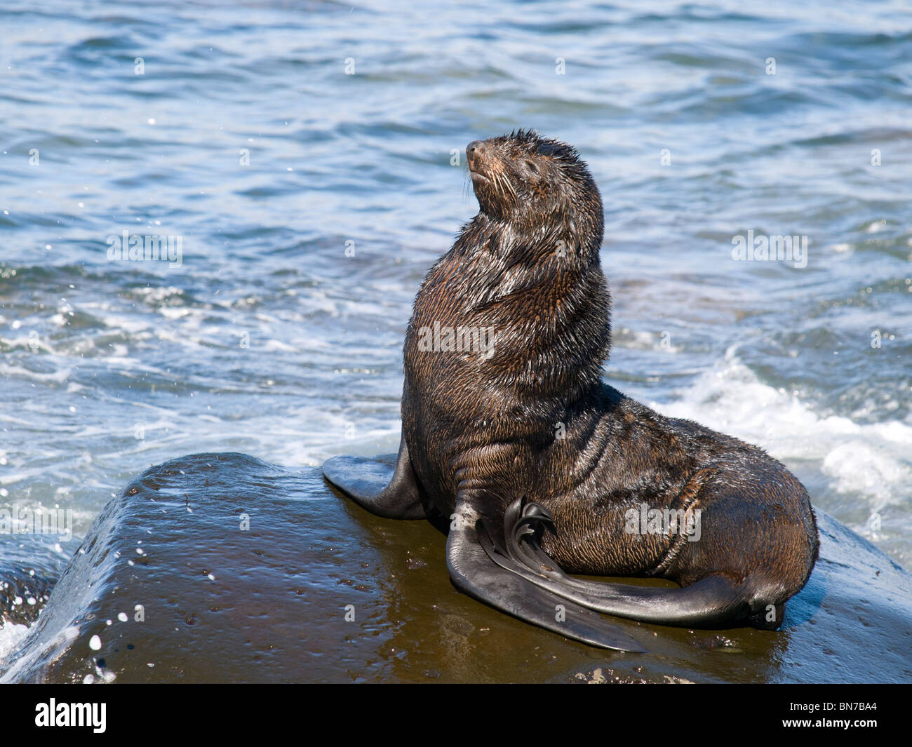 Northern Fur Seal bull sunbathes on a rock in the Bering Sea, St. Paul Island, Alaska, Summer Stock Photo