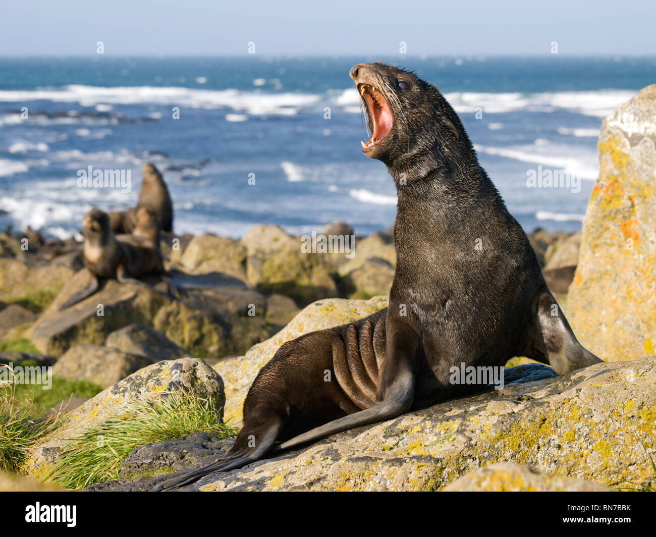 Portrait of a juvenile Northern Fur Seal, St. Paul Island, Alaska ...