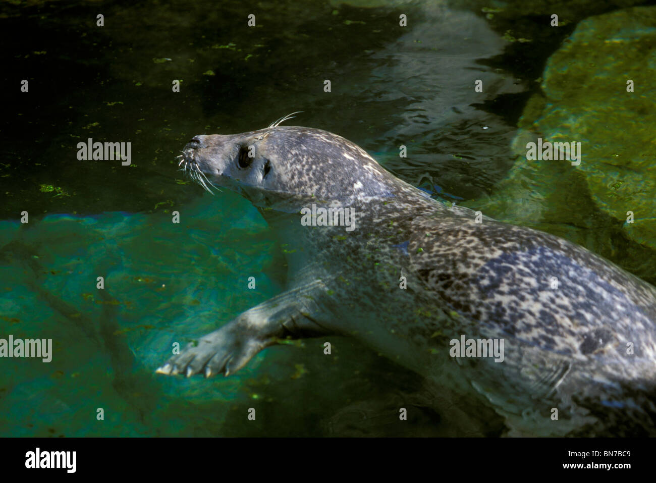 Harbor Seal @ AK Sea Life Center Seward AK KP Summer Stock Photo