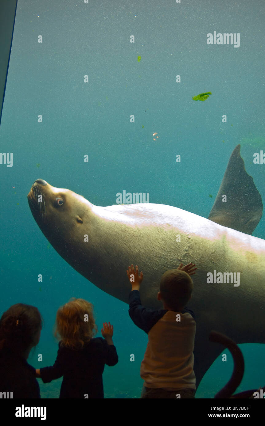 Children at the Alaska Sea Life Center aquarium watch as a Steller Sea