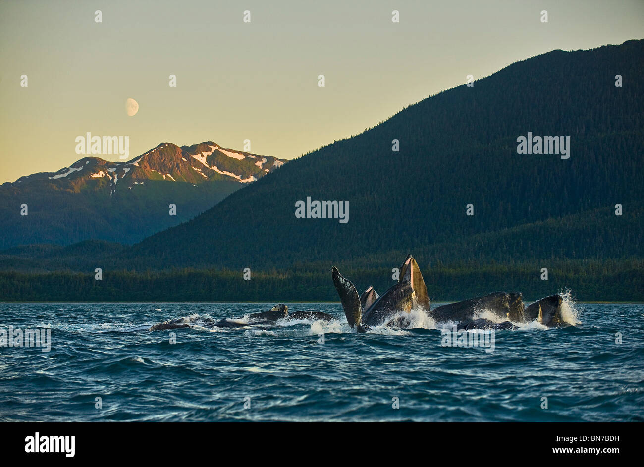 A pod of humpack whales bubblenet feeding in Lynn Canal as the moon rises over Admiralty Island near Juneau, Alaska Stock Photo