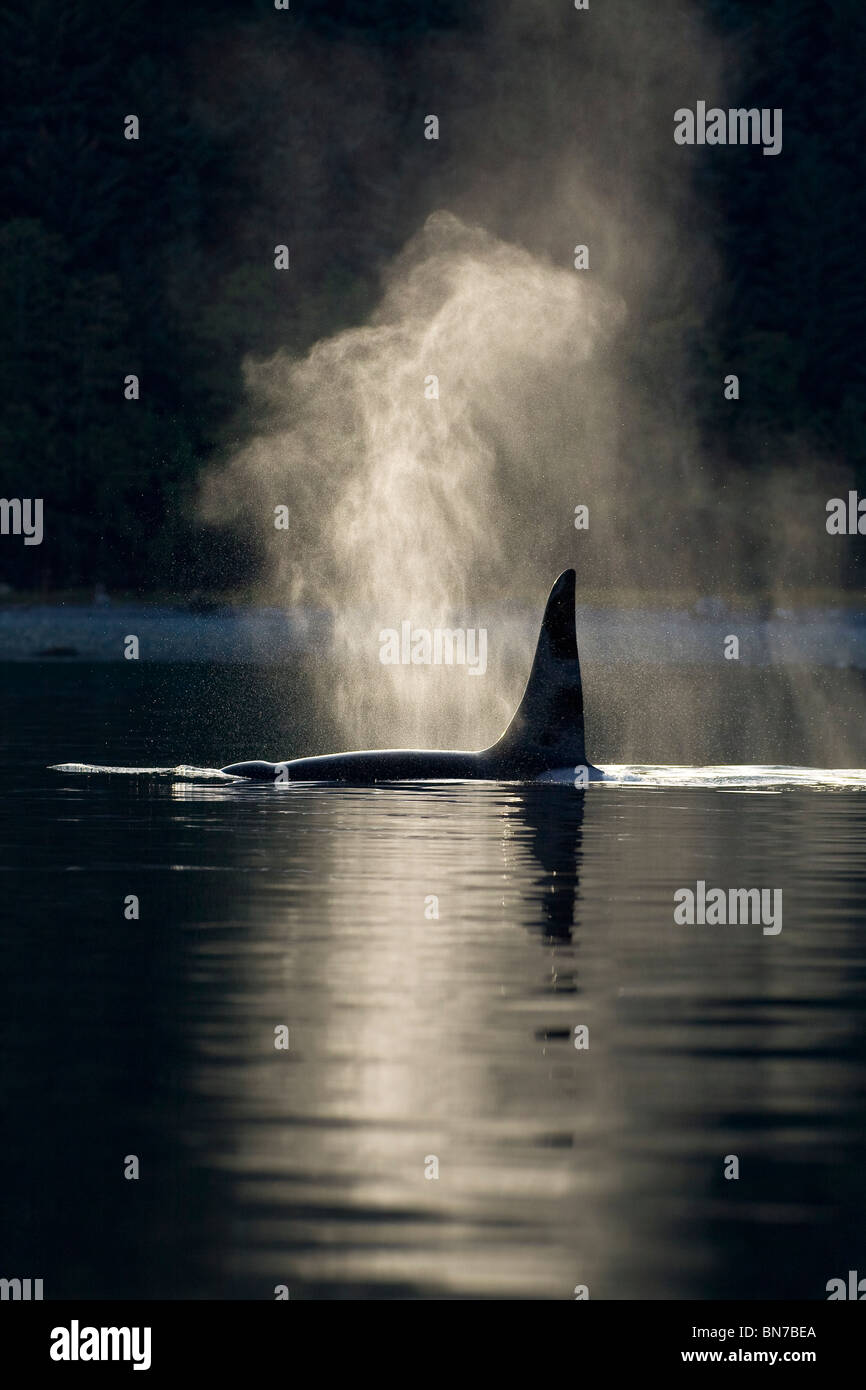 An Orca Whale exhales (blows) as it surfaces in Alaska's Inside Passage, Alaska Stock Photo