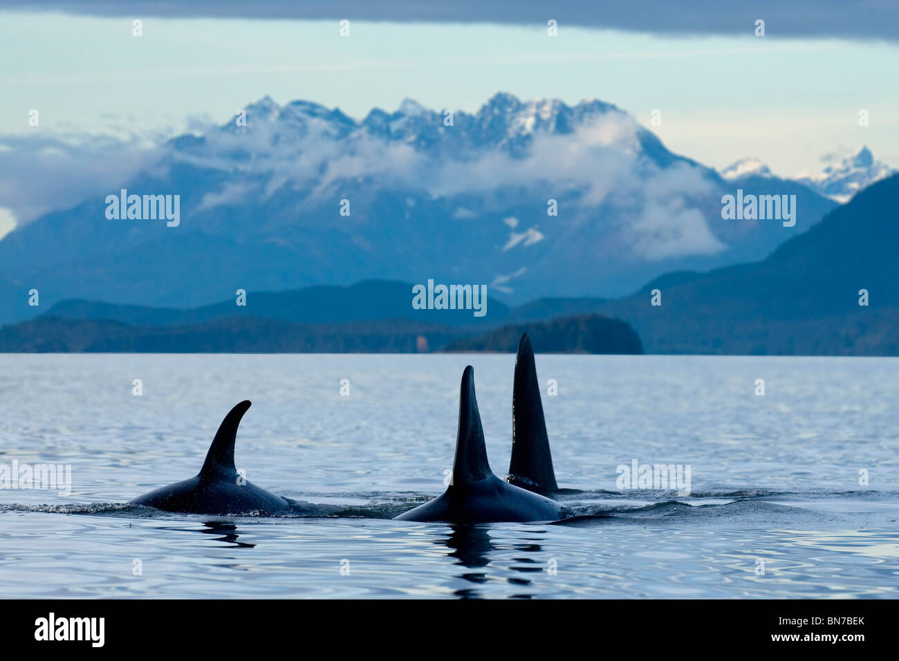 COMPOSTIE: Orca whales surface in Lynn Canal with the Coast Mountains in the background, Inside Passage, Alaska Stock Photo