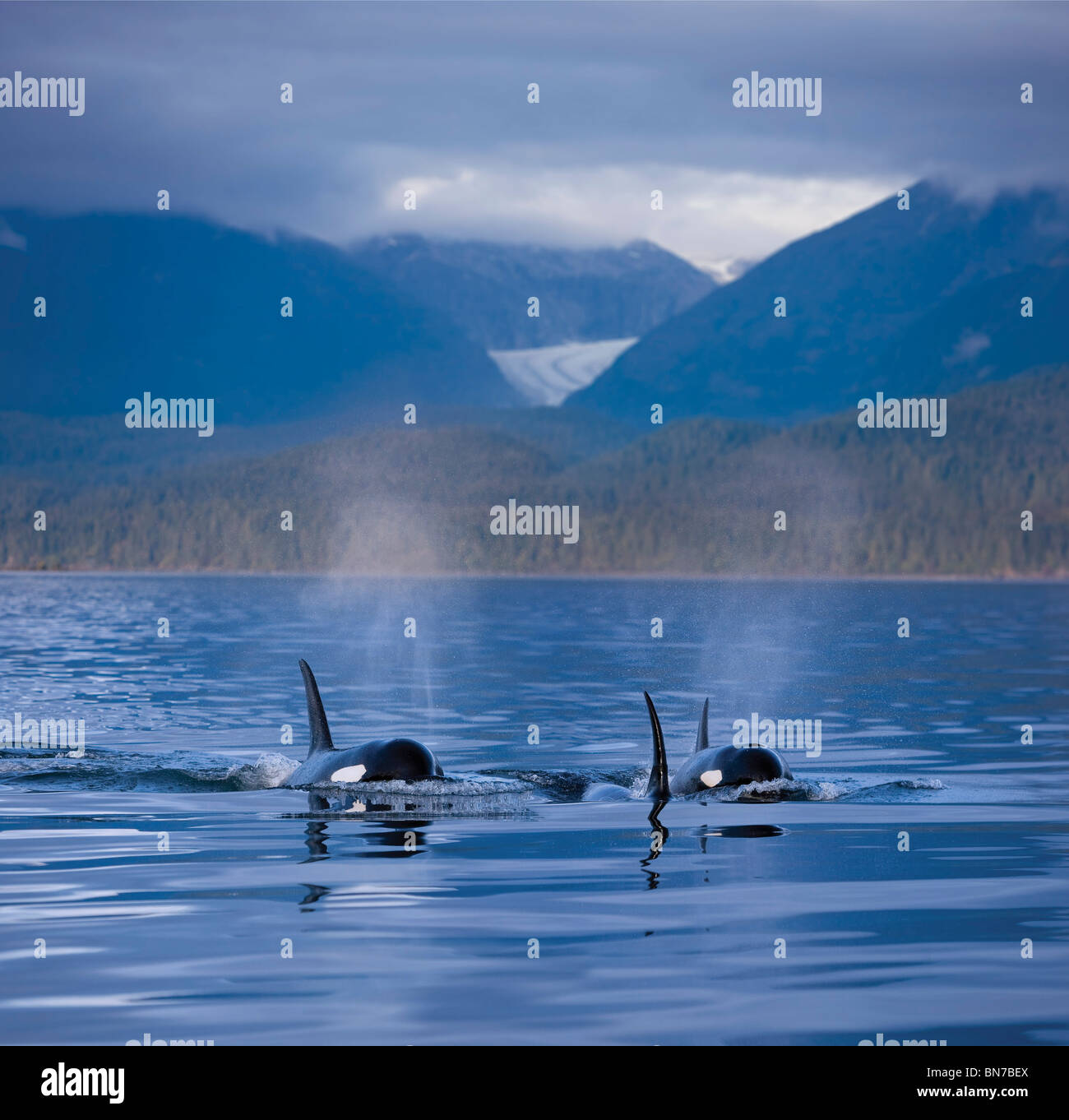 COMPOSITE: Orca Whales surface in Alaska's Inside passage with the Coastal Range and Eagle Glacier in the background, Alaska Stock Photo