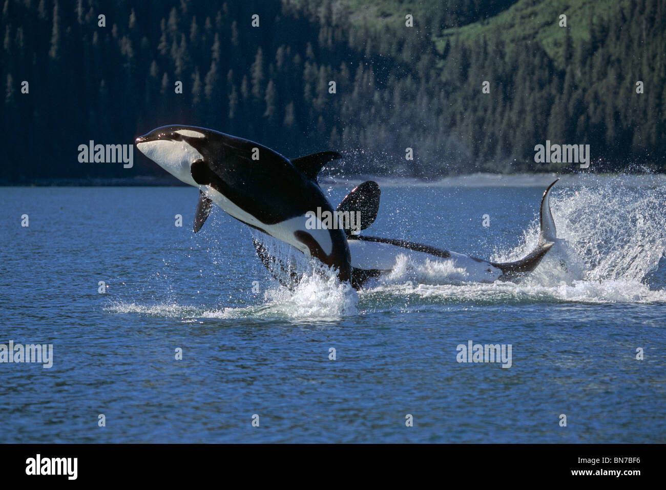 Double Breaching Orcas Bainbridge Passage Prince William Sound Alaska Summer Southcentral Stock Photo