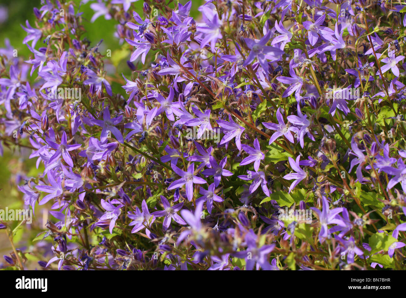 Campanula poscharskyana serbian trailing bellflowers bellflower blossom