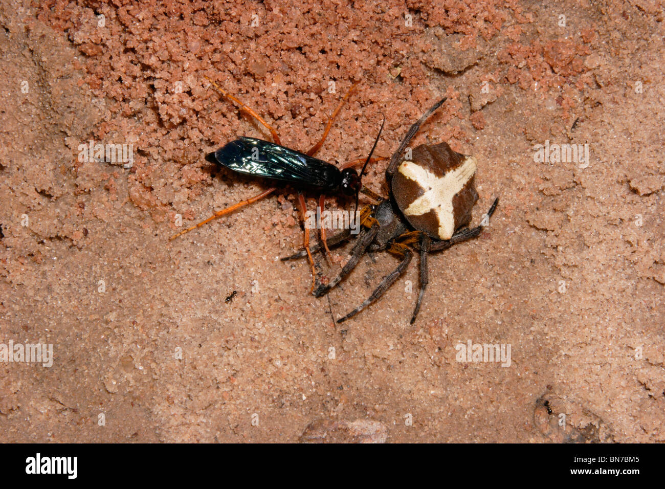 Spider-hunting wasp (Pompilidae) dragging a large orb-web spider (Megaraneus gabonensis) to her burrow in rainforest, Ghana. Stock Photo
