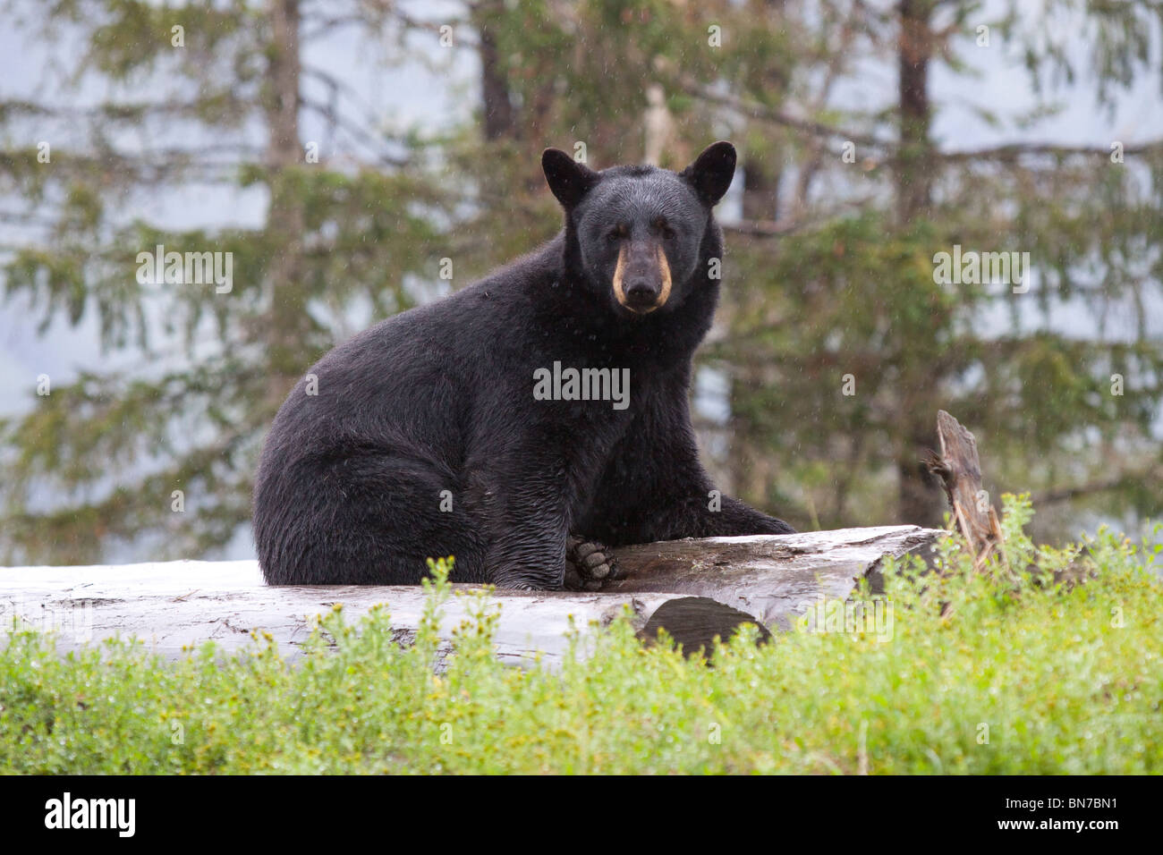 CAPTIVE Black Bear sow sits on log and looks at the Alaska Wildlife Conservation Center, Alaska