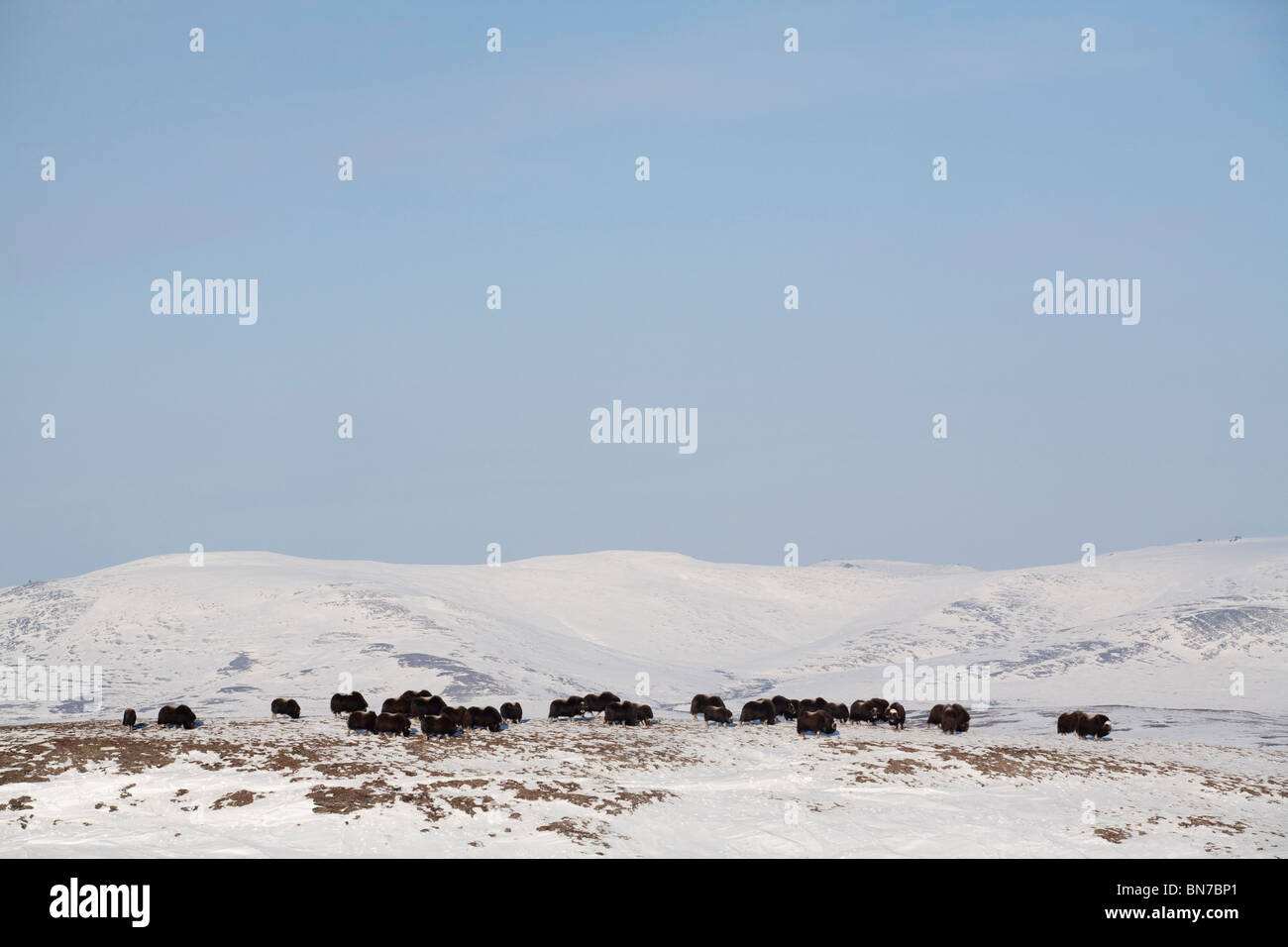 Muskox herd on windswept ridge during Winter on the Seward Peninsula, near Nome, Alaska Stock Photo