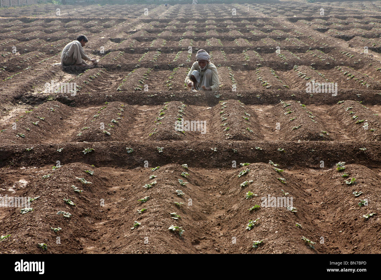 Agricultural activities in Pakistan Stock Photo - Alamy