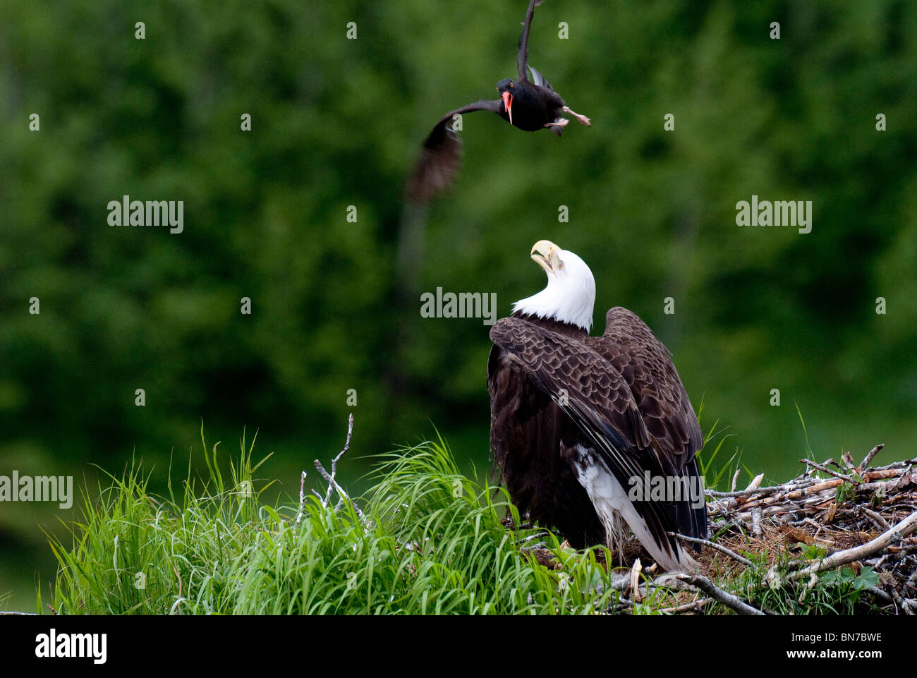 Bald Eagle protecting her nest from an Oyster Catcher, Kukak Bay