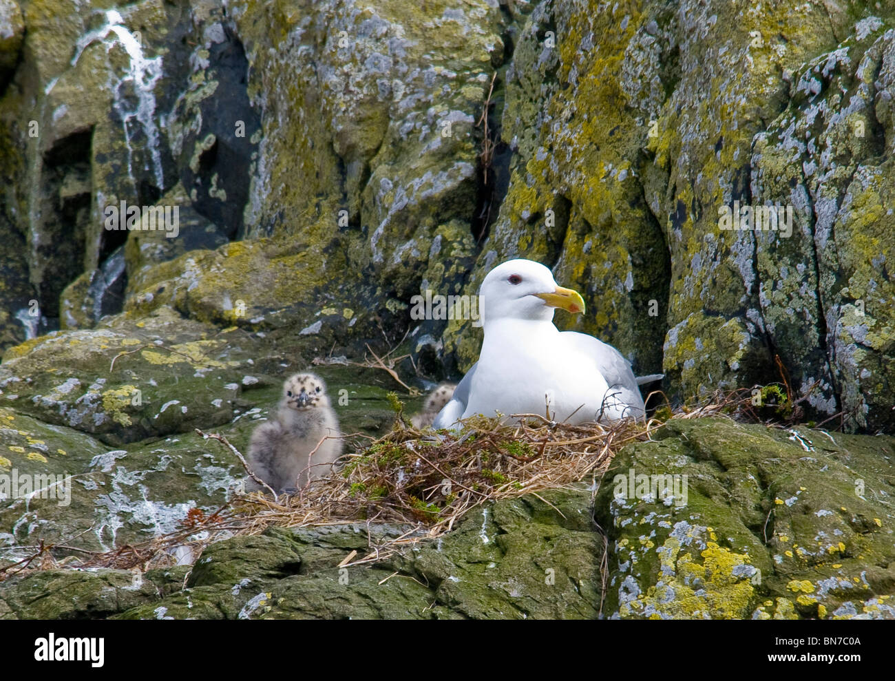 View of a Herring Gull and chick nesting on a cliff in Hallo Bay, Katmai National Park, Alaska, Summer Stock Photo