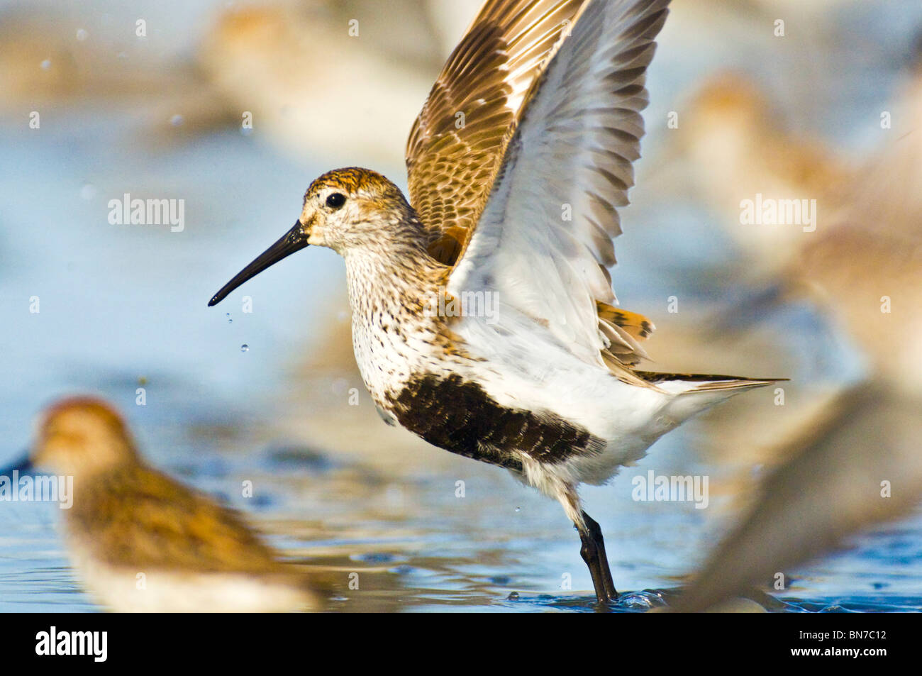 Dunlin takes flight from a shallow intertidal feeding ground during the Copper River Delta Shorebird Festival in Cordova, Alaska Stock Photo