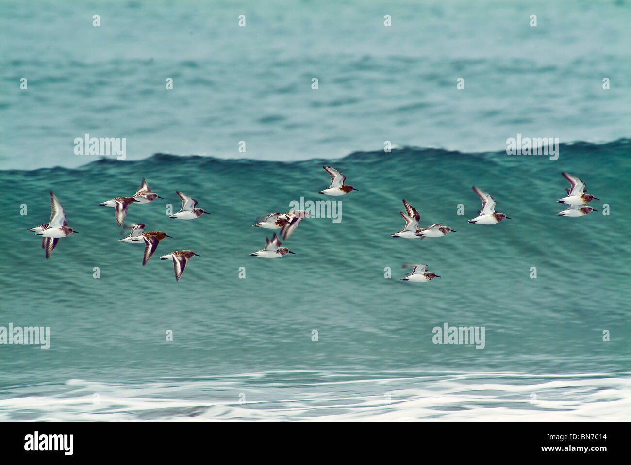 Sanderling in flight over ocean waves near Middleton Island in the Gulf