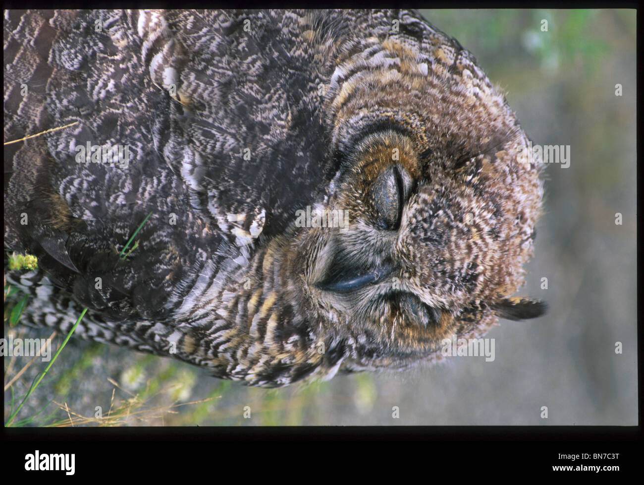 Immature Great Horned Owl near Sutton SC AK portrait Stock Photo